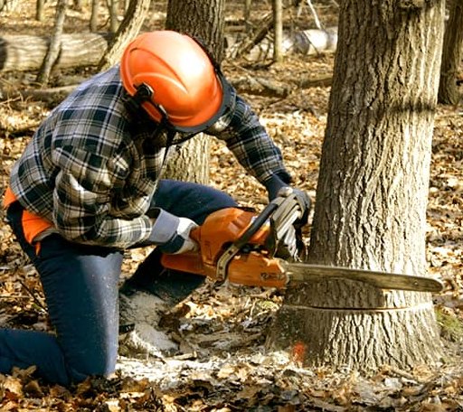 Tree Removal in Emmett, MI